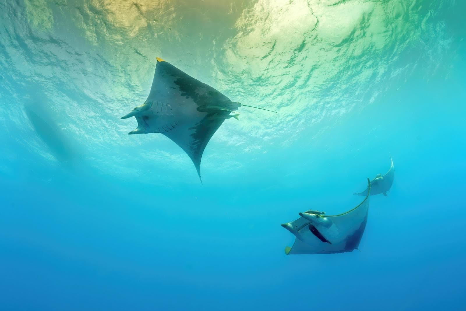 Drei Mantarochen ziehen dicht unter der Wasseroberfläche vorbei